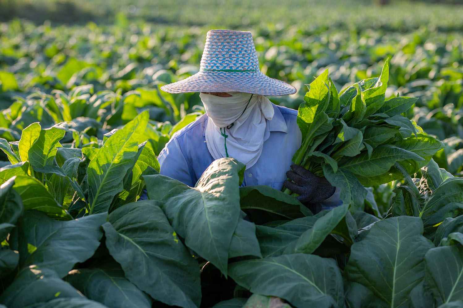 Farmers in tobacco